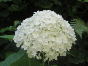 whitehydrangea